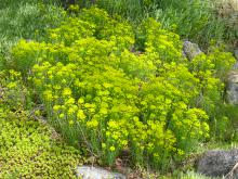Euphorbia esula  ( Vargtörel )