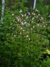 Gillenia trifoliata (Trebladsspira)