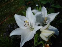 Lilium O. Casa blanca (orientalisk lilja)