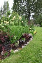 Trädgårdsiris (Iris barbata)