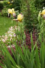 Trädgårdsiris (Iris barbata) m.fl.
