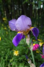 Iris sibirica Blue Moon (Strandiris)
