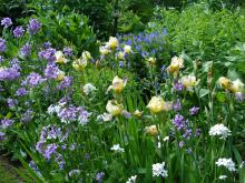 Iris sp (trädgårdsiris) och Hesperis matronalis (trädgårdsnattviol)